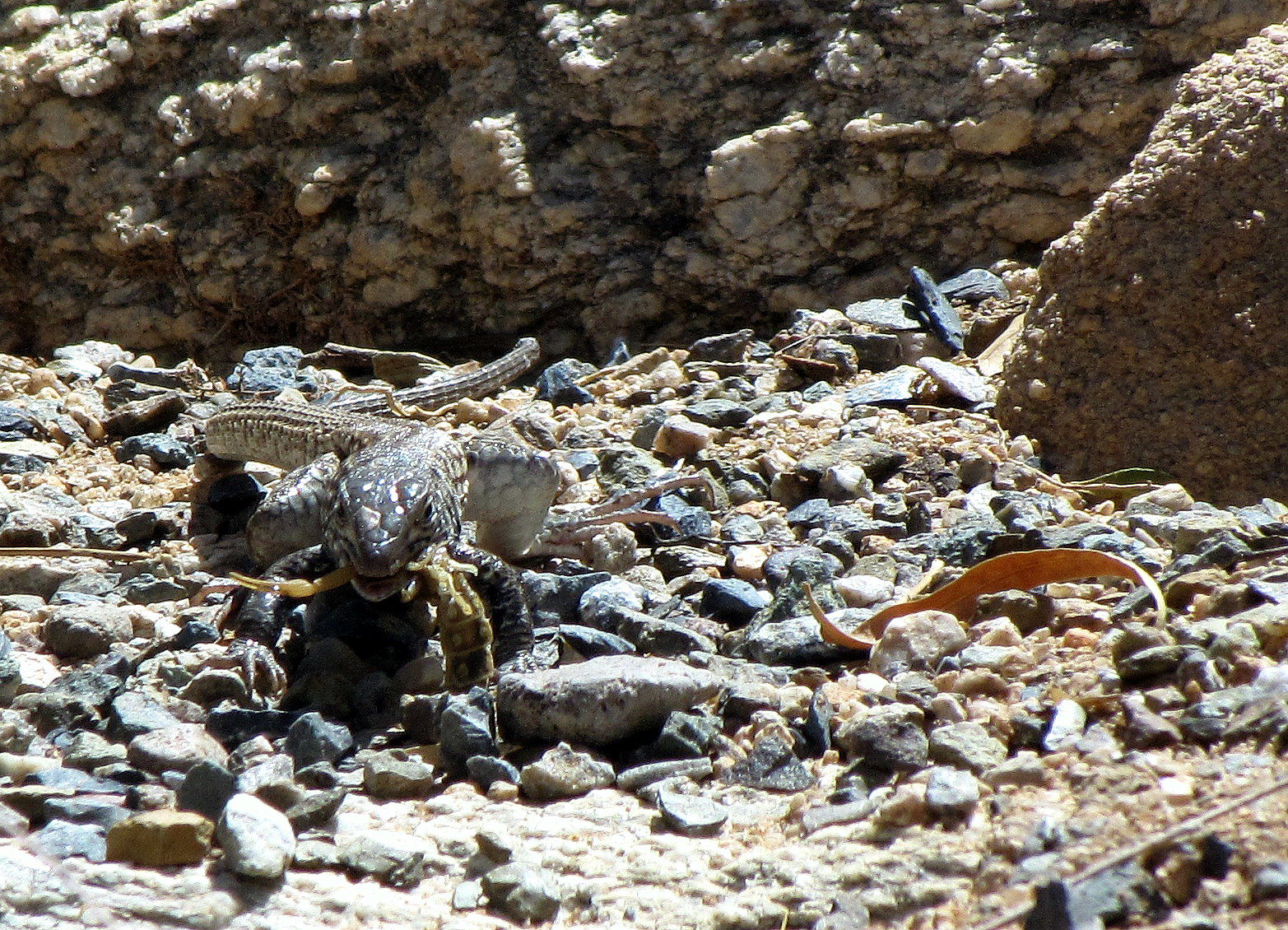 Southern Arizona scorpions